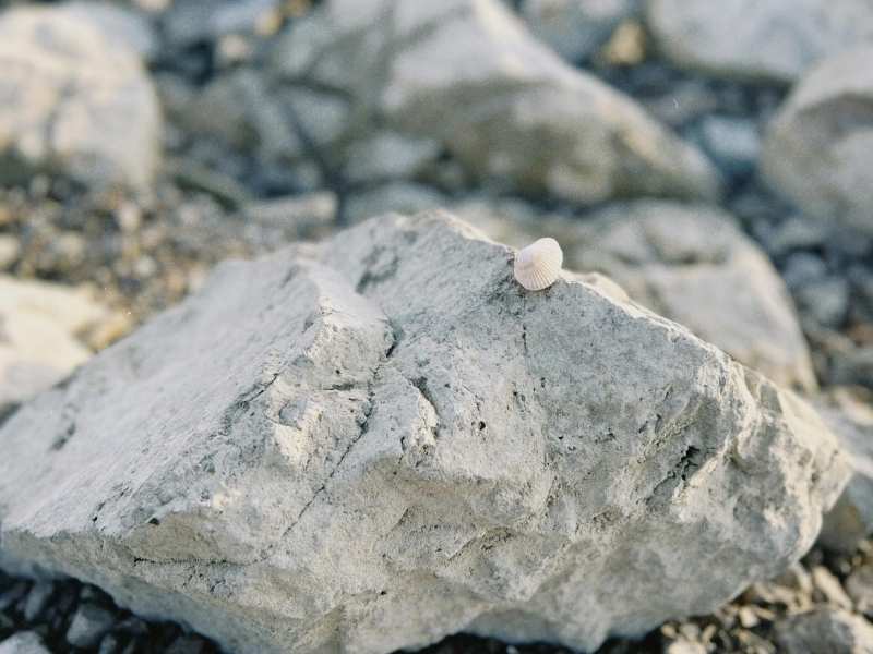 zinc ash price